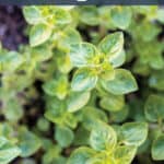 Top of an oregano plant with text that says how to grow oregano.