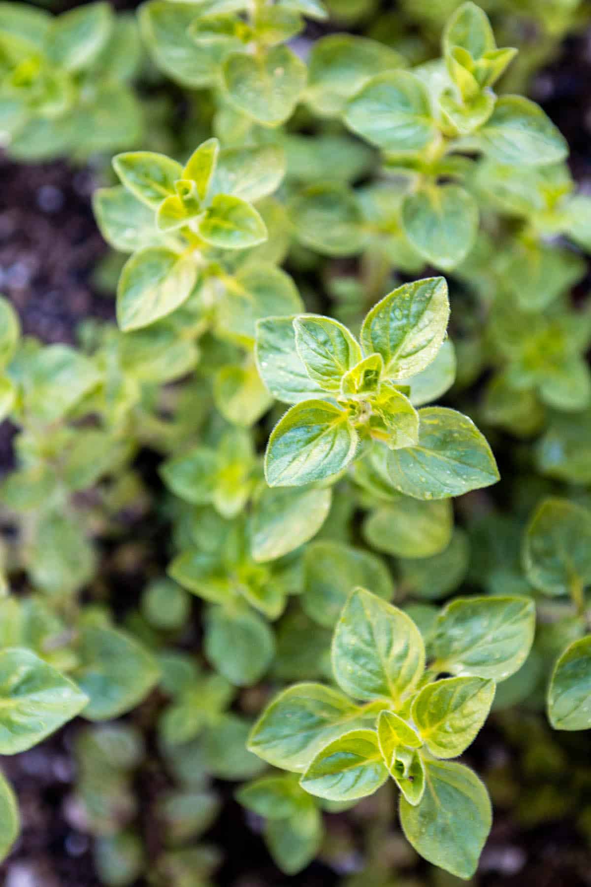 Top of an oregano plant.