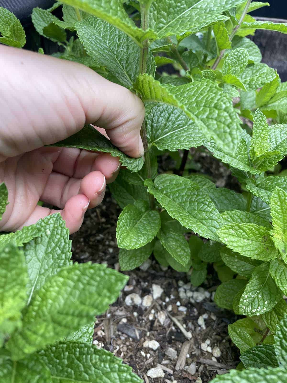 A hand pinching off a leaf from a mint plant.