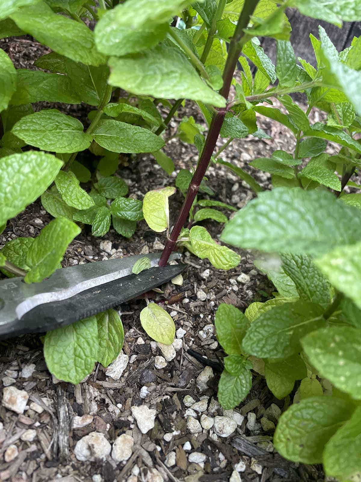 Garden sheers cutting off a mint stalk.
