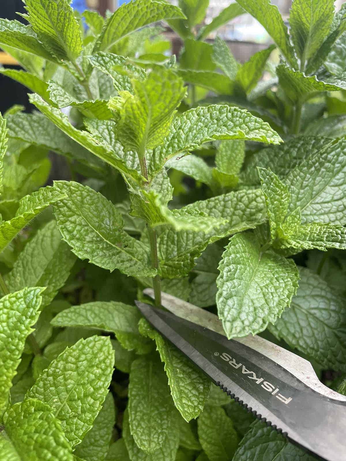 How to Grow Mint Outdoors - 8 Tips and Tricks - Dirt and Dough