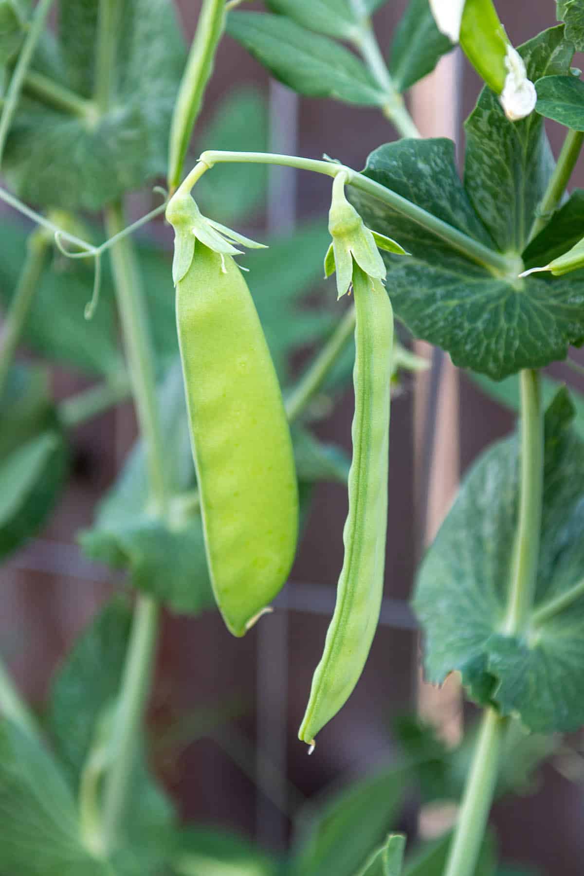 Two snow peas on a pea plant.