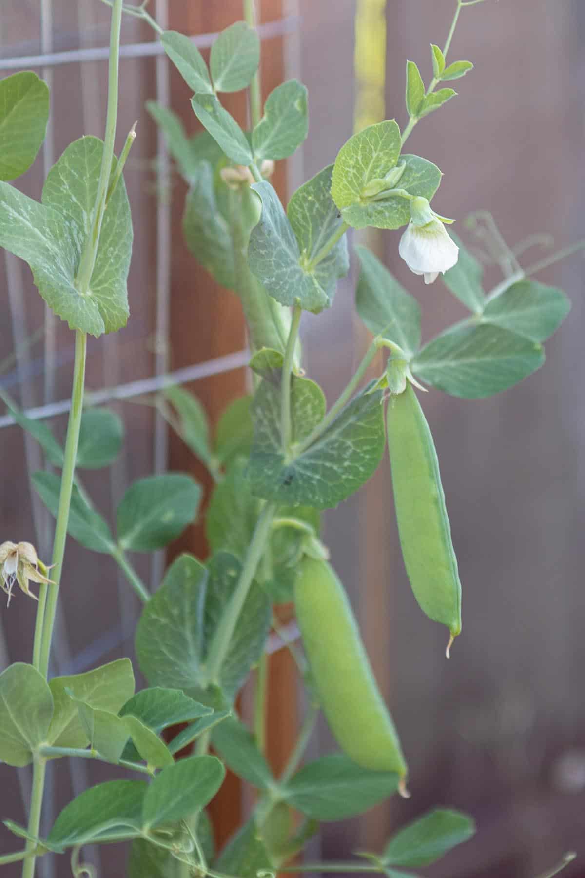 Sugar Snap peas on a pea plant.