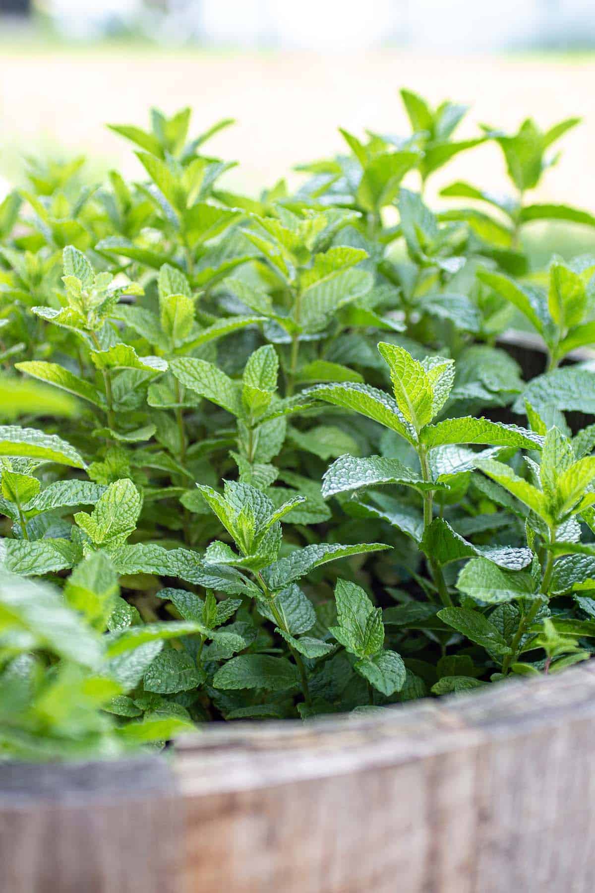 A wine barrel with a mojito mint plant growing inside.