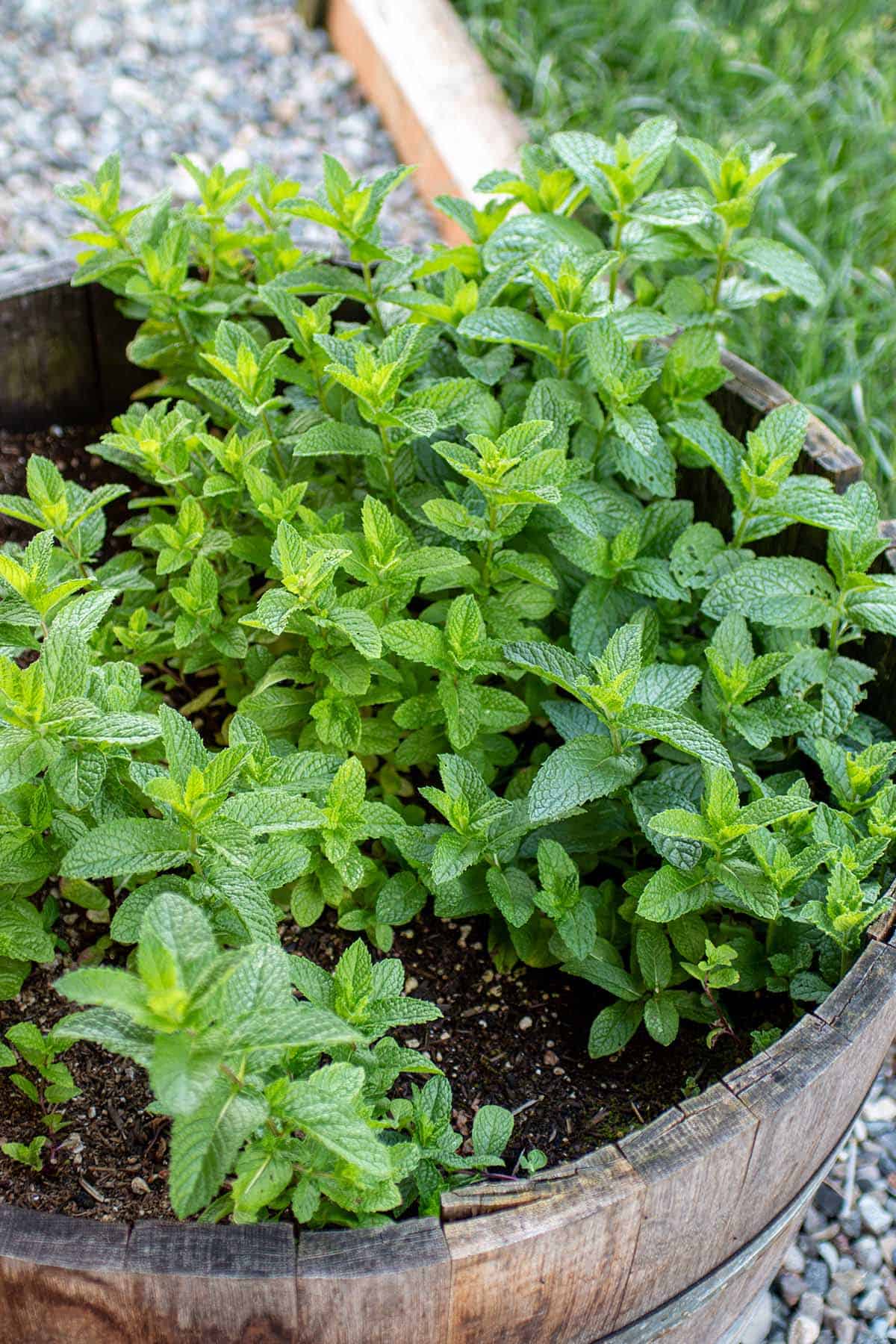 A wine barrel with a large mint plant.